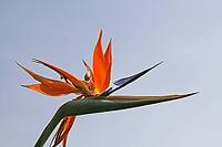 Strelitzia reginae, bird of paradise flower, strelitzia [IBR124585385]