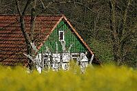 Farm with rapeseed field in Georgsmarienhütte, Osnabrücker Land, Lower Saxony [IBR124585387]