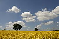Chestnut with rapeseed field in Bad Iburg-Glane, Osnabrücker Land, Lower Saxony [IBR124585388]