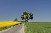 Off the big roads in the Osnabrück region, it passes rapeseed fields and blooming chestnut trees in spring, as here in Bad Iburg, Lower Saxony [IBR124585389]