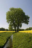 Tree with rapeseed field with small stream near Bad Iburg in the Osnabrücker Land, Lower Saxony [IBR124585390]
