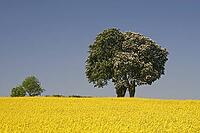 Horse chestnut (Aesculus hippocastanum) with rape field in May, here in Bad Iburg, Osnabrücker Land, Lower Saxony [IBR124585391]