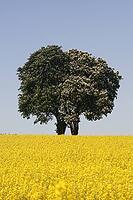 Horse chestnut (Aesculus hippocastanum) with rape field in May, here in Bad Iburg, Osnabrücker Land, Lower Saxony [IBR124585394]