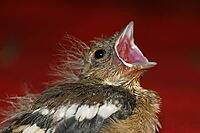 Chaffinch (young bird), Fringilla coelebs - Chaffinch [IBR124585397]