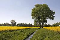 Tree with rapeseed field with small stream near Bad Iburg in the Osnabrücker Land, Lower Saxony [IBR124585399]
