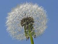 Taraxum officinale, dandelion, fruit stalks [IBR124585400]