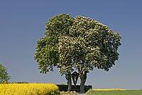 Horse chestnut (Aesculus hippocastanum) in bloom in May with rape field in the Osnabrücker Land, Lower Saxony [IBR124585401]
