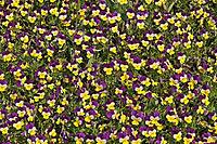 Viola cornuta 'Four Seasons Purple Wings', Horn Violet [IBR124585402]