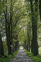 A tree-lined avenue in Georgsmarienhütte, Oesede Abbey in the Osnabrück region, Lower Saxony [IBR124585405]