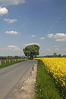 Chestnut with rapeseed field in Bad Iburg-Glane, Osnabrücker Land, Lower Saxony - Rape field with chestnut tree in Lower Saxony, Germany [IBR124585406]