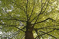 Liriodendron tulipifera, tulip tree in May [IBR124585408]