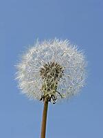 Taraxum officinale, dandelion (fruit stalks) [IBR124585409]