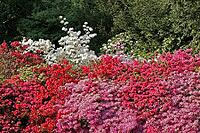 Rhododendron, Japanese azalea [IBR124585412]