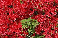Rhododendron, azaleas [IBR124585413]