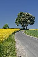 Off the big roads in the Osnabrück region, it passes rapeseed fields and blooming chestnut trees in spring, as here in Bad Iburg, Lower Saxony [IBR124585415]