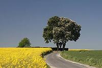 Off the big roads in the Osnabrück region, it passes rapeseed fields and blooming chestnut trees in spring, as here in Bad Iburg, Lower Saxony [IBR124585416]