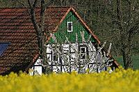 Farm with rapeseed field in Georgsmarienhütte, Osnabrücker Land, Lower Saxony [IBR124585417]