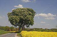 Chestnut with rapeseed field in Bad Iburg-Glane, Osnabrücker Land, Lower Saxony [IBR124585418]