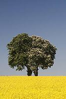 Horse chestnut (Aesculus hippocastanum) with rape field in May, here in Bad Iburg, Osnabrücker Land, Lower Saxony [IBR124585419]