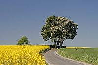 Off the big roads in the Osnabrück region, it passes rapeseed fields and blooming chestnut trees in spring, as here in Bad Iburg, Lower Saxony [IBR124585420]