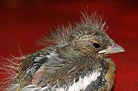Chaffinch (young bird), Fringilla coelebs - Chaffinch [IBR124585421]