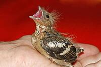 Chaffinch (young bird), Fringilla coelebs - Chaffinch [IBR124585422]