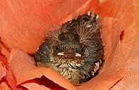 Chaffinch (young bird), Fringilla coelebs - Chaffinch [IBR124585423]