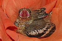 Chaffinch (young bird), Fringilla coelebs - Chaffinch [IBR124585424]