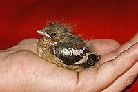 Chaffinch (young bird), Fringilla coelebs - Chaffinch [IBR124585425]