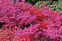 Rhododendron, Japanese azalea [IBR124585426]