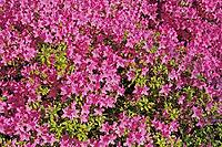 Rhododendron, Japanese azalea [IBR124585427]