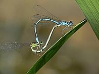 Coenagrion puella, horseshoe azuremaid [IBR113148468]
