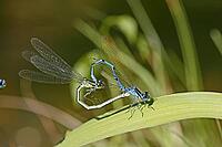 Coenagrion puella, horseshoe azuremaid [IBR113148469]