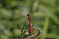 Sympetrum sanguineum, Blood-red bluebell, Libellulidae [IBR113148471]