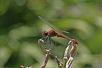 Sympetrum sanguineum, Blood-red bluebell, Libellulidae [IBR113148472]
