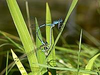 Coenagrion puella, horseshoe azuremaid [IBR113148473]