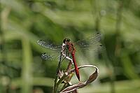 Sympetrum sanguineum, Blood-red bluebell, Libellulidae [IBR113148474]