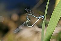 Coenagrion puella, horseshoe azuremaid [IBR113148475]