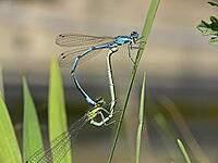 Coenagrion puella, horseshoe azuremaid [IBR113148477]