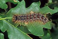 Lymantria dispar, sponge spinner, caterpillar [IBR113148478]
