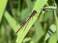 Pyrrhosoma nymphula, early Adonis dragonfly [IBR113148479]