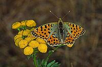 Issoria lathonia, small mother-of-pearl butterfly [IBR113148482]