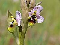 Ophrys tenthredinifera, wasp ragwort [IBR113148483]