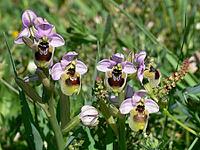 Ophrys tenthredinifera, wasp ragwort [IBR113148485]