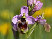 Ophrys tenthredinifera, wasp ragwort [IBR113148487]
