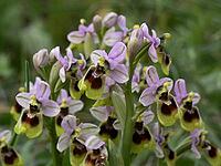 Ophrys tenthredinifera, wasp ragwort [IBR113148489]