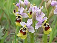 Ophrys tenthredinifera, wasp ragwort [IBR113148490]