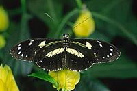 Heliconius atthis, butterfly [IBR113148492]