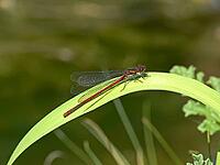 Pyrrhosoma nymphula, early Adonis dragonfly [IBR113148493]