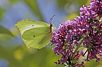 Gonepteryx rhamni, lemon butterfly, female [IBR113148495]